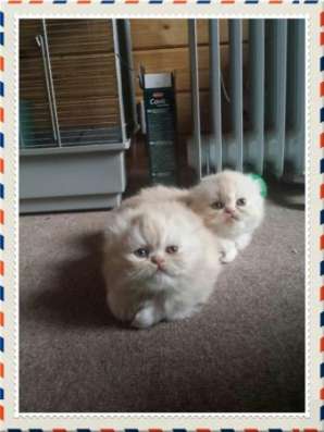 Персидские кремовые котята