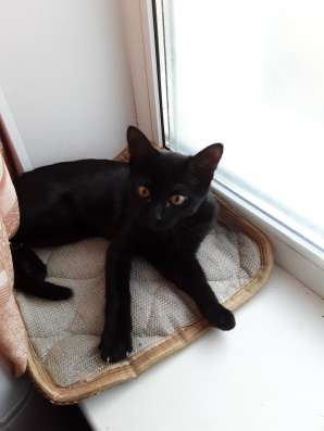 Котёнок бесплатно в Коломне