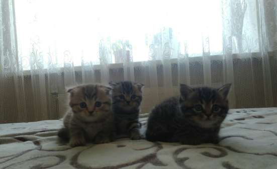 Британские котята фото 5