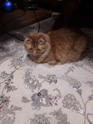 Отдам кота бесплатно в Домодедове