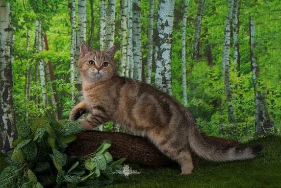 Британский мраморный котик в Санкт-Петербурге