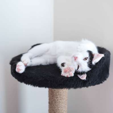Котята срочно в добрые руки