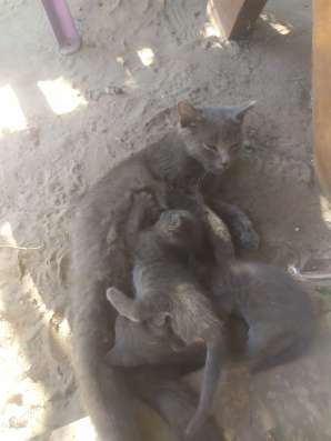 Котята, мама британка фото 5