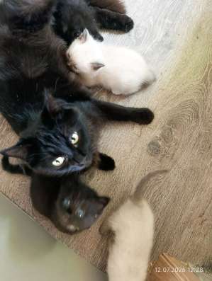 Котята в добрые руки в Истре фото 3