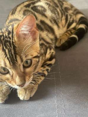 бенгалка котенок в Пензе фото 7