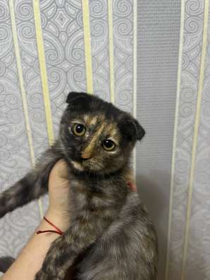 котята 500р в Волгограде фото 3