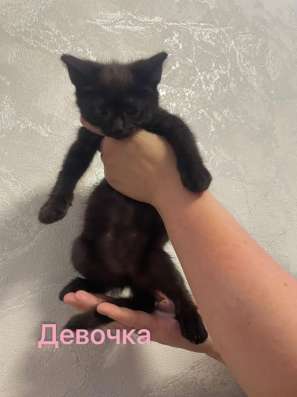 Котята в хорошие руки в Ярославле фото 3