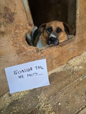 Помогите собаке найти дом