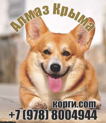 Щенки вельш корги пемброк в Севастополе