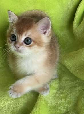 BRIny12 котёнок золотая шиншилла британец