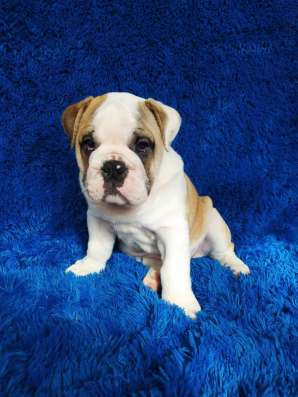Englische Bulldogge фото 6