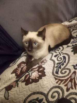 Отдам котенка