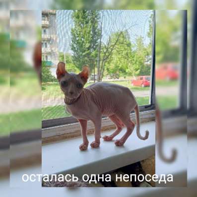 Подросток кошечка Эльф