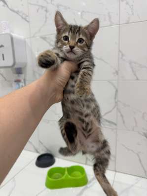 Котята в Волжске фото 4
