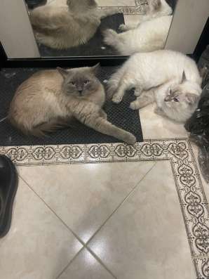 Котята Невские маскарадные в Москве