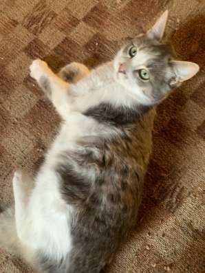 Котенок пол года за 100р
