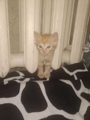 Котёнок в хорошие руки фото 3