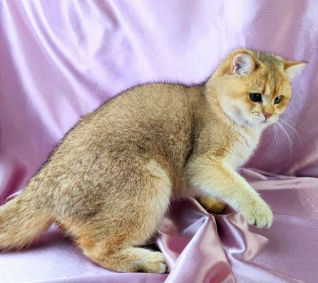 Golden Shorthair фото 3