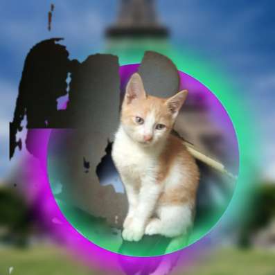 Внимание, котики- мальчики!!! в Рязани