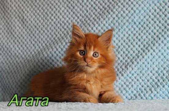 Maine Coon female рыжая девочка Мейн-Кун