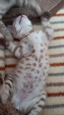 Котята бенгальские фото 6