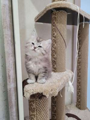 Сибирские котята