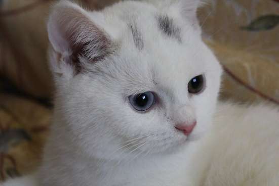 Котята и кошка в Владивостоке фото 6
