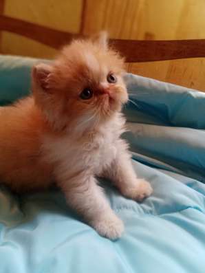 Продаю персидских котят фото 3