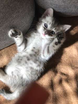 Котёнок бесплатно