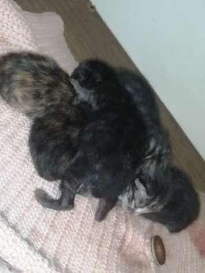 Новорождённые котята