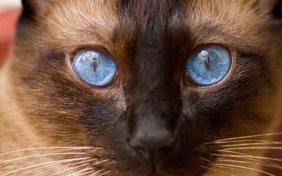 Сиамские котята в Чусовой фото 7