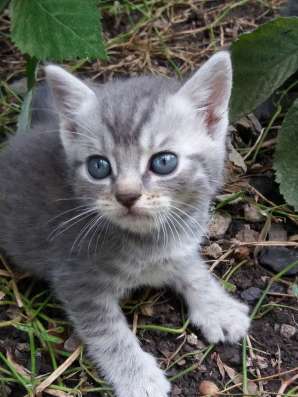 Отдам котят в добрые руки фото 4