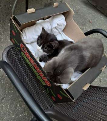 котенок в Ставрополе фото 3