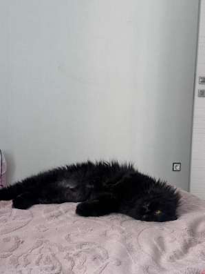 Персидский котик в Уфе фото 4