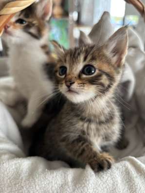 Котята бесплатно в Павловском Посаде фото 5