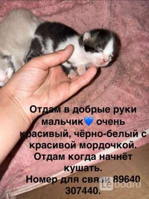 Котяты??