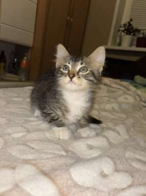 Котенок в добрые руки