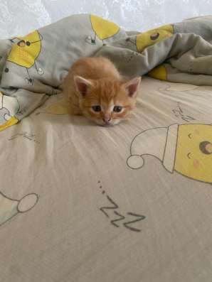 Котята в Орске фото 5