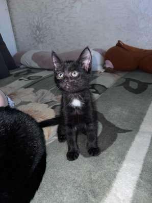Котёнок