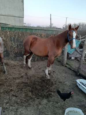 Продам кобылу
