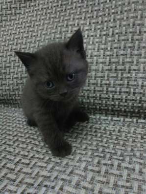 Шотландские котята в Асбесте фото 3