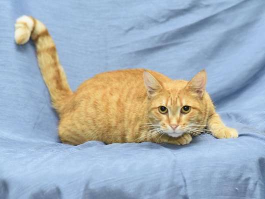 Шикарная кошка мотя