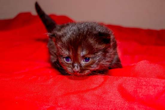 Продам шотландских котят