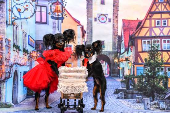Русский той щенки в Израиле фото 5