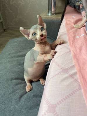 Котята канадского сфинкса (Бамбино - эльф) фото 3