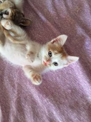 Отдам котят в добрые руки в Иванове фото 4