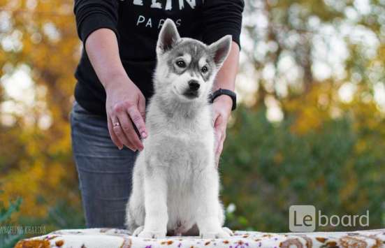 PUPPIES SIBERIAN HUSKY фото 4