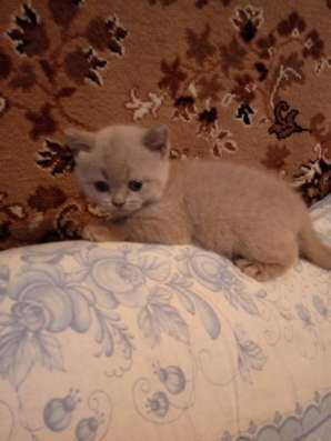 Продажа британских котят фото 3