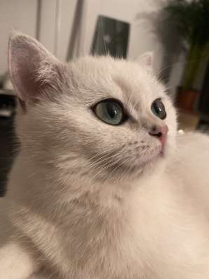 Продам кошечку, серебристая шиншилла фото 20