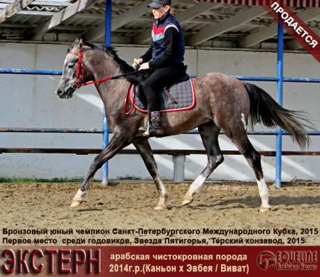 Продается арабский жеребчик ЭКСТЕРН в Краснодаре